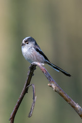 Long-tailed tit (Aegithalos caudatus) with insects in its bill.