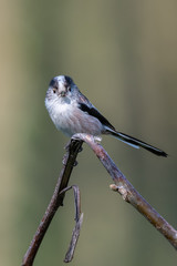 Long-tailed tit (Aegithalos caudatus) with insects in its bill.