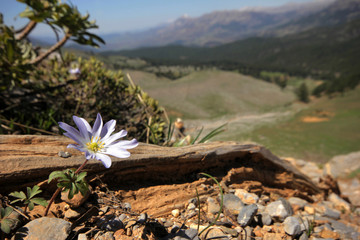Greek windflower (Anemone blanda)