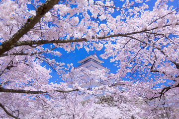 城と桜の花　福島（日本）