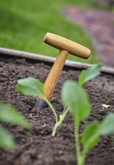 Small augur with wooden handle in fertile earth