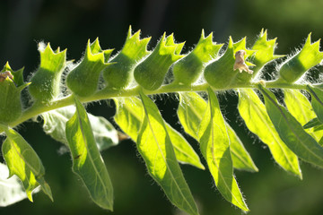 Hyoscyamus toxic plant (Hyoscyamus niger)