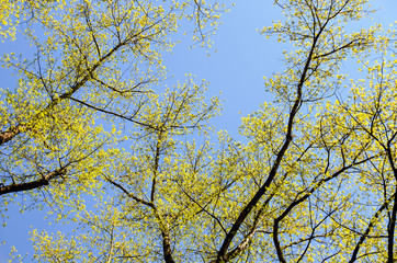 Spring forest