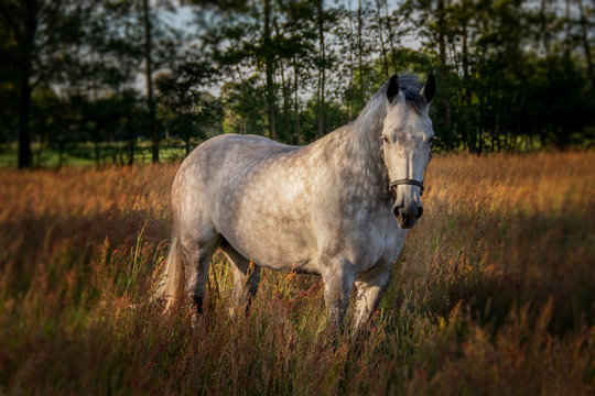 horse in the field