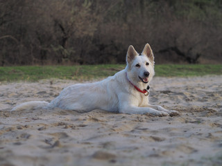 Dog White Swiss Shepherd playing at the nature