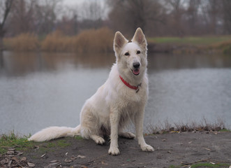 Dog White Swiss Shepherd playing at the nature