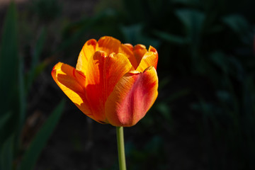 Red tulip brightly lit by the sun against the background of blurred greenery of the garden.