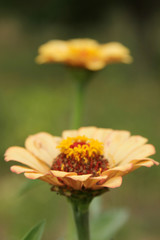 Peruvian Zinnia, Zinnia peruviana