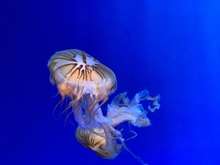 Jellyfish floating in blue water