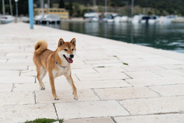 Japanese Shiba Inu pure breed  dog