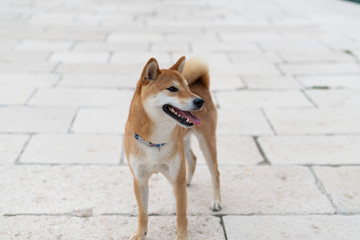 Japanese Shiba Inu pure breed  dog