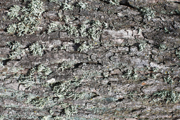 Gray tree bark natural texture.