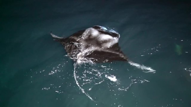 Manta schwimmt im Meer