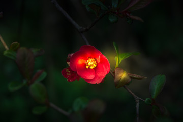 Light capturing a red blossom