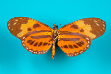 papillon Eueides isabella isabella male