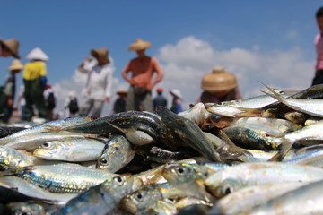 at the seaside Seine traditional fisherman catch a fish