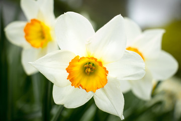 Close up of a daffodil in a bed of daffodils