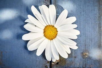Obraz premium Single white marguerite daisy on blue wood