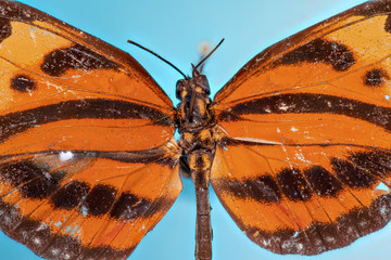 papillon Eueides isabella isabella male
