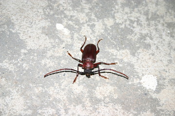 Giant longhorn beetle in front view