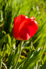 Red tulip in the garden backlit by the bright sun against the background of green grass.