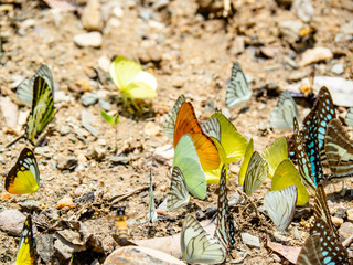 Beautiful on Butterfly with blur background and group of butterflies on surface ground. Insect world Bankrang camp, Phetchaburi province, Thailand National Park.