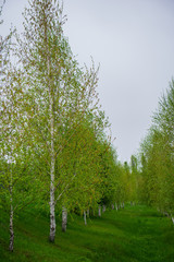 Alley of young birch trees.