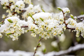 Sudden snowfall covering cherry tree blossoms with snow and ice in springtime in May, Northern Europe. Climate change concept.
