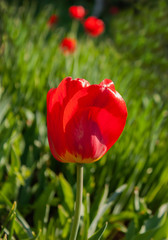 Obraz premium Red tulip illuminated by the sun against the background of a blurred green garden.