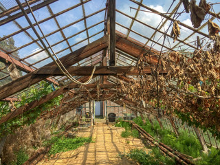 Fototapeta premium La serre