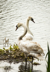 Nesting swans on the River Thames