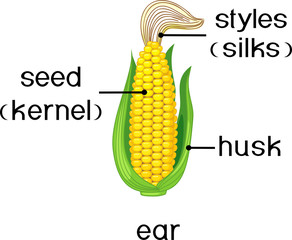 Parts of plant. Morphology of ripe corn ear with titles