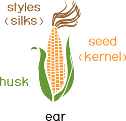 Naklejka premium Parts of plant. Morphology of ripe corn ear with titles