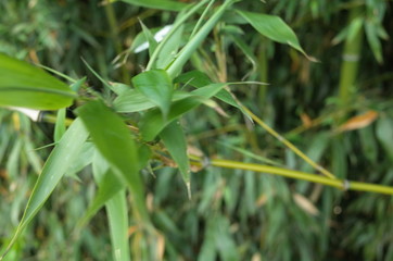 竹