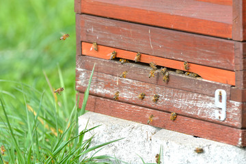 Honey bee farming wooden beehive in a natural outdoor. Close up hole and flying bees.