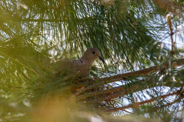 Tórtola Turca incubando en el nido. Streptopelia decaocto.