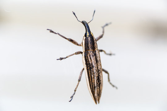 Gorgojo, picudo. Cole&oacute;ptero, insecto. Peque&ntilde;o escarabajo sobre el cristal.