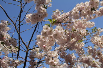 cherry blossom in spring