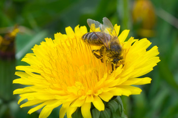 Bright bee collects honey from a yellow flower