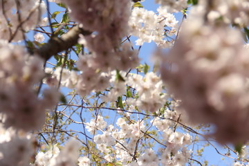 Fototapeta premium cherry tree blossom