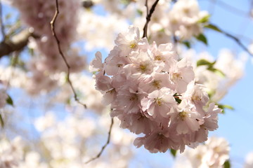 cherry tree blossom