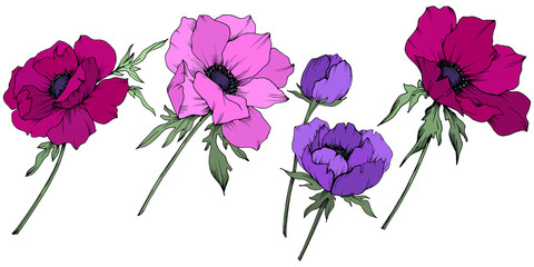 Vector Anemone floral botanical flowers. Black and white engraved ink art. Isolated anemone illustration element.