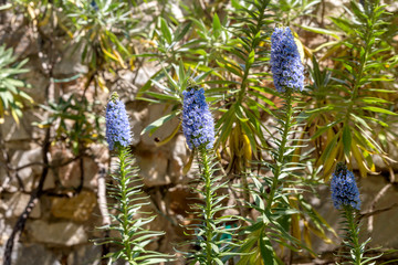 Plant (Echium candicans), endemic island of Madeira, blooms close-up