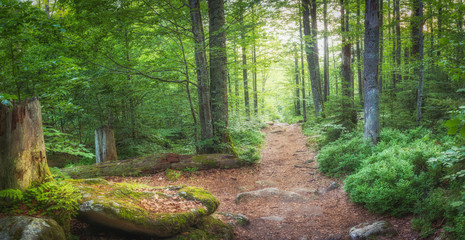 Fototapeta na wymiar Bayerischer Wald Weg Panorama