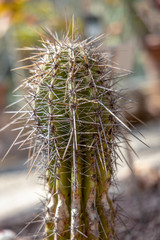 Obraz premium Cactus with very long spines been though hard times