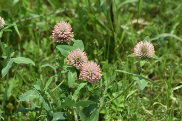 Red clover flowers