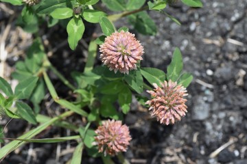 Red clover flowers