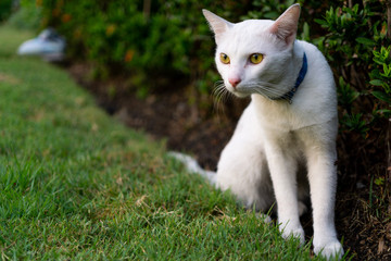 Naklejka na ściany i meble White cat sitting on the grass in the garden