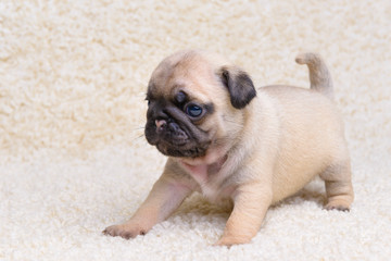 pug puppy