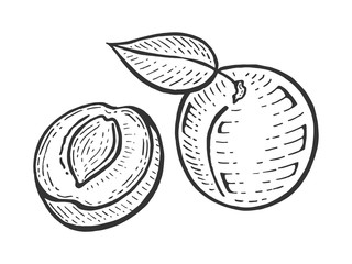 Apricot fruit plant tree branch sketch engraving vector illustration. Scratch board style imitation. Hand drawn image.